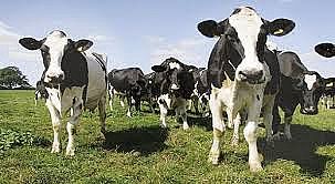 مدير ‘الزراعة’: نطمح لتحقيق الاكتفاء الذاتي بقطاع الثروة الحيوانية