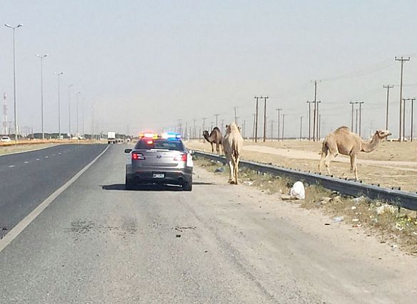 إبعاد مخالفين لقانون الرعي