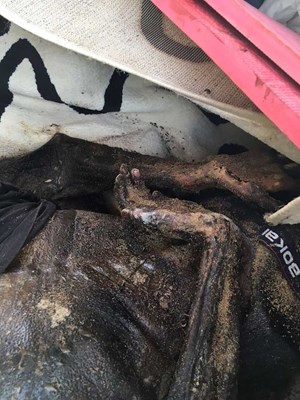 فيديو : جثة… و جريمة قتل على طريق الفحيحيل