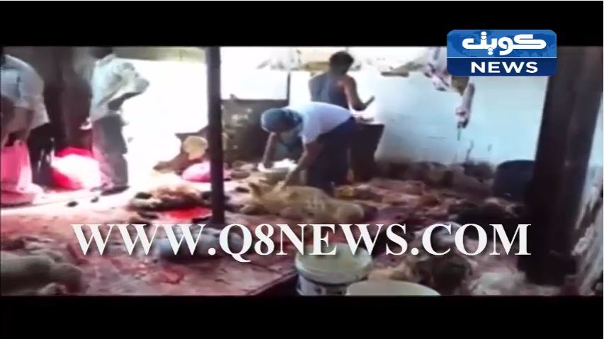 ‫فيديو: فضيحة جرائم المسالخ العشوائية الملوثة الغير مرخصة بالري‬