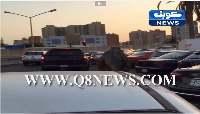 فيديو طريف : ديناصور ….. في  شوارع الجابرية !