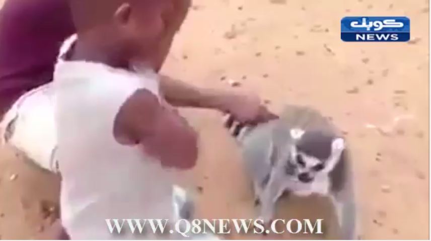 فيديو طريف لحيوان الليمور يطلب من طفلين الاستمرار في عمل المساج له