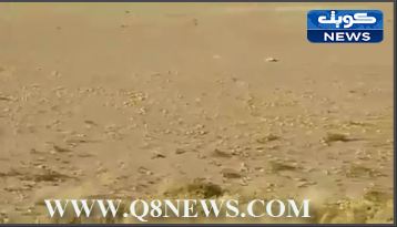 فيديو: اسراب هائلة من الجراد تغزو صحراء ينبع السعوديه