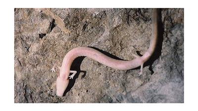 ولادة «الطفل التنين».. الذي شوهد مرة واحدة بالقرن الـ17