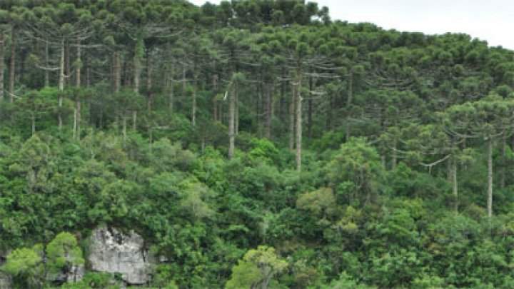 العثور على الطفل المفقود في اليابان على قيد الحياة