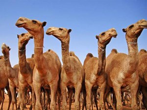 محكمة تلزم مقيماً في السعودية بدفع قيمة 12 ناقة لمواطن بسبب حادث