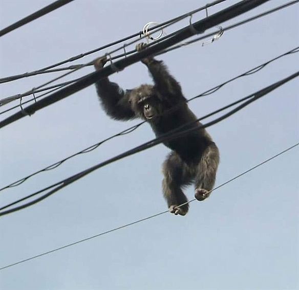 كينيا : قطع الكهرباء بسبب قرد