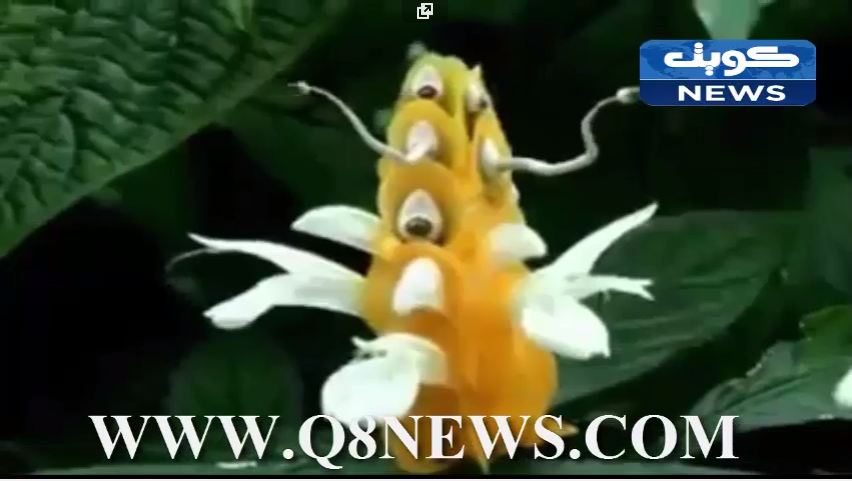 بالفيديو… شاهد اغرب المخلوقات على وجه الارض، لن تصدق انها موجودة !