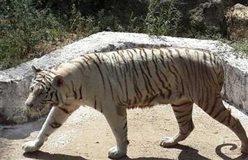 وسط ذهول الزوار.. أنثى نمر تلتهم ذراع طفل في حديقة حيوانات بالجزائر