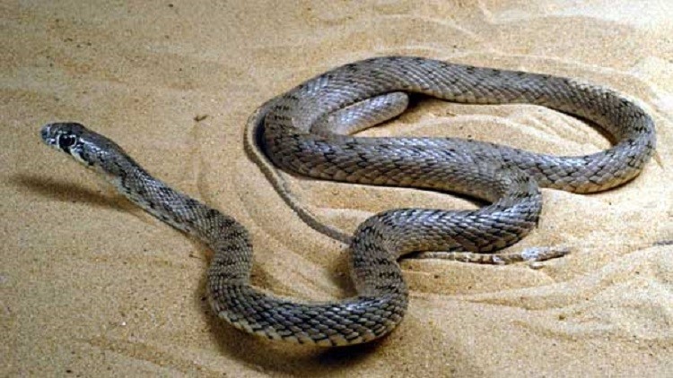 ثعبان يقتل مصريا أثناء التصوير معه على أحد شواطئ الإسكندرية