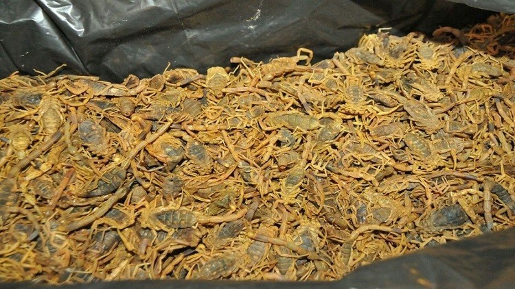 العقارب تغزو مطار الخرطوم