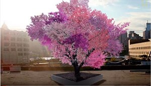 بالفيديو.. الشجرة المجنونة التي تنبت 40 نوع فاكهة