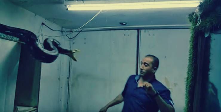 فيديو مرعب …ماذا فعل ثعبان اللوكو المجنون بصاحبه العربي؟