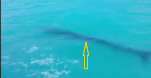 بالفيديو…ثاني أضخم حيوان على الأرض يظهر في مصر