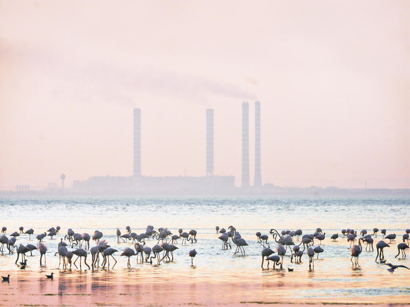 «البيئة»: لا فتح لـ «جون» الكويت إلا بعد استرداد عافيته