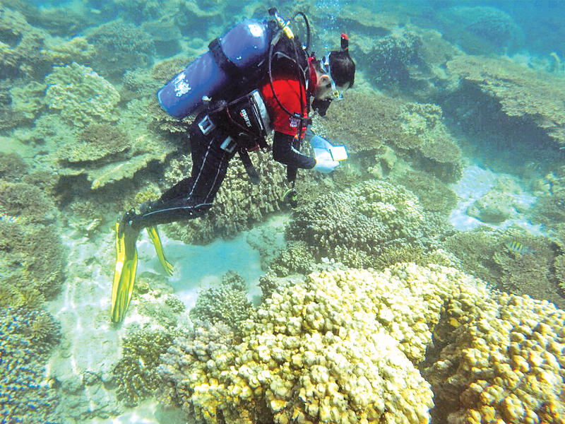 الغوص: «ابيضاض» طفيف للشعاب المرجانية