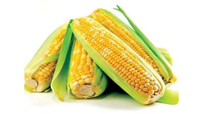ألياف الذرة تحمي النساء من هشاشة العظام