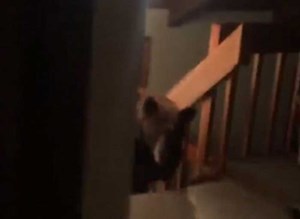 فيديو صادم .. هذا ماوجده رجل في منزله بعد عودته من العمل وكاد أن يقتله