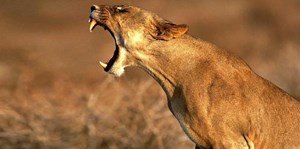 بالفيديو.. لحظات مرعبة للبؤة تحاول دخول سيارة مليئة بالسياح بعد فتح باب السيارة!