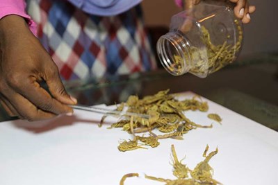 قصة سودانية حققت ثروة بـ”تجارة العقارب” وأثارت جدلاً عبر “السوشيال ميديا”