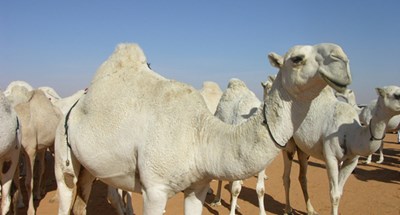 عشرة آلاف دولار وراتب شهري .. بسبب جمل