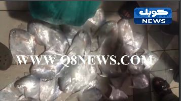 بالفيديو… شاهد اسعار السمك اليوم