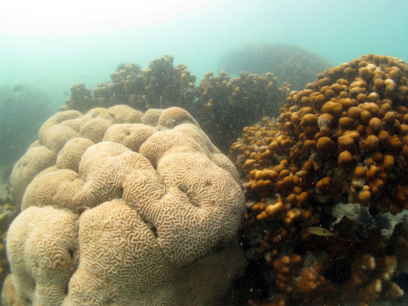 فريق الغوص ينظف «شعاب كبّر»