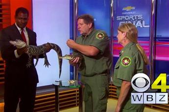 بالفيديو …مقدم برامج أمريكي اراد ملاعبة تمساح فهاجمه مباشرة على الهواء