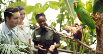 بالفيديو.. «غابة استوائية» في دبي