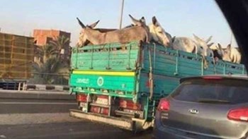 لماذا ذهبت هذه الحمير إلى القاهرة؟