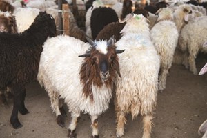 أسعار الأضاحي نار: النعيمي بـ160 ديناراً والمحلي العربي بـ150 والشفالي بين 80 و100 دينار