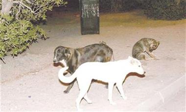 أهالي منطقة جابر الأحمد يطالبون الامن بالتدخل لانقاذهم من الكلاب الضالة