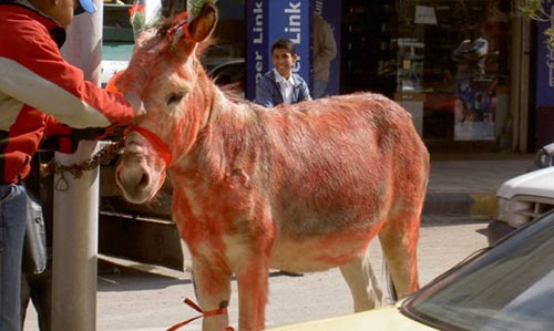 لهذا السبب الصين تضع عينها على كل “حمير” العالم وتريد شراءهم!!