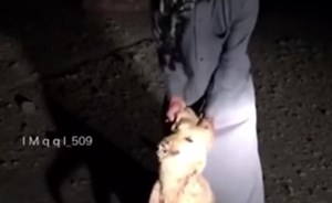 بالفيديو: سعودي يوثق لحظة اصطياده ذئباً حاول افتراسه