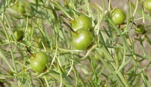 صورة الحرمل