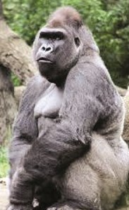 هروب غوريلا من حديقة الحيوانات في لندن ودعوة لاحترام خصوصياتها!