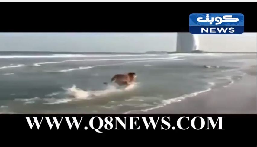 بالفيديو…5 نمور طليقة تلعب على الشاطئ بإمارة دبي قرب فندق برج العرب!!