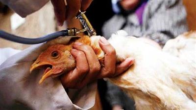 إنفلونزا الطيور  يعود بقوة وينتشر في اوروبا