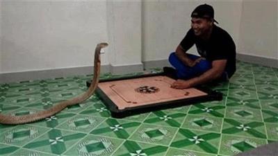 وفاءا لروح حبيبته رجل تايلندي يعيش مع أفعى يتجاوز طولها 3 أمتار ويعتبرها زوجته!