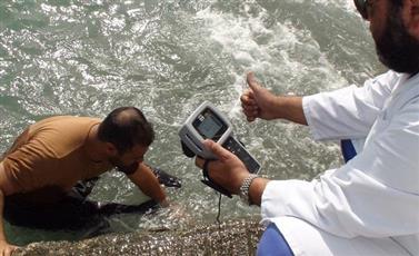 معهد الكويت للأبحاث العلمية: إطلاق 51 الف سمكة «هامور» لاثراء المنتوج