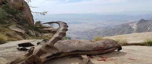 بالصور…صياد سعودي يصطاد حيوان نادر وسط غضب منظمات حقوقية