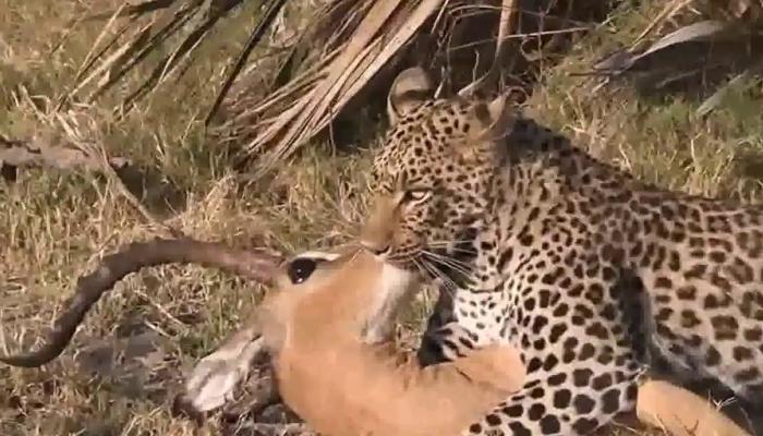 فيديو عجيب: قرد يهب لغزالة حياة جديدة وينقذها من بين فكي نمر