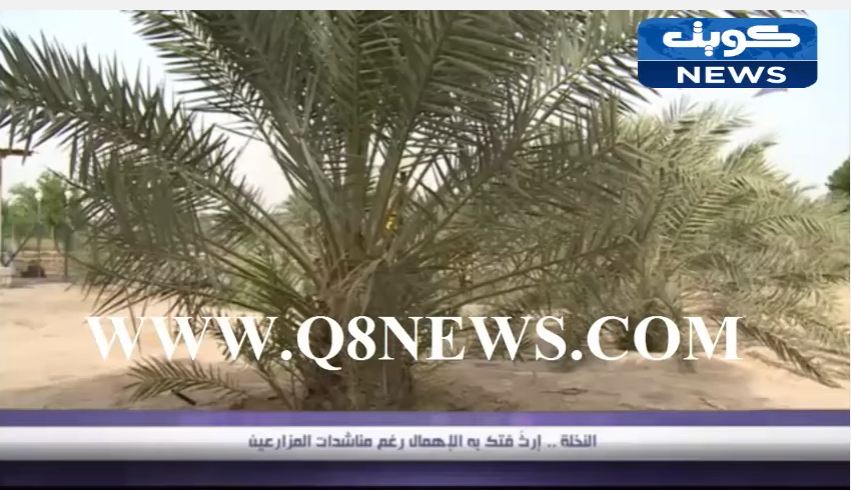 بالفيديو…ارثّ فتك به الإهمال رغم مناشدات المزارعين…النخلة