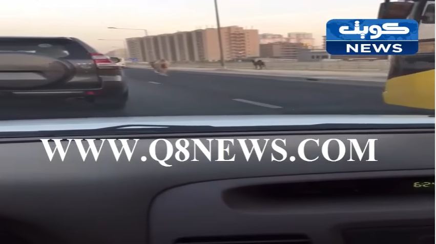 بالفيديو…إبل تعرقل السير في أبوحليفة