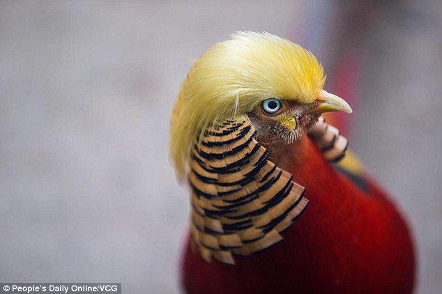 بالفيديو..شبيه ترامب في الصين يثير ضجة، شاهدو الطائر ترامب؟!