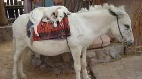 مصر توافق على تصدير حمير للصين وكلاب لكوريا