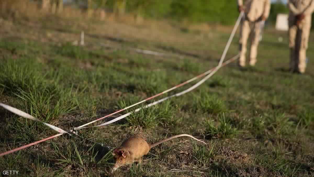 عددها ضعف السكان.. باريس تعلن الحرب على الجرذان