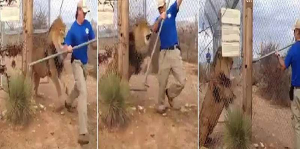 فيديو طريف.. حارس يفرّ خائفاً من زئير أسد
