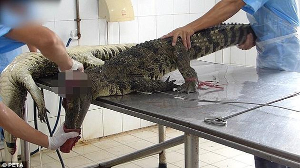 فيديو وحشي لعملية سلخ جلود تماسيح حية !