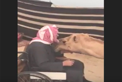 بالفيديو..لن تصدق ماذا فعلت هذه الناقة بعدما أصبح مالكها مقعد!